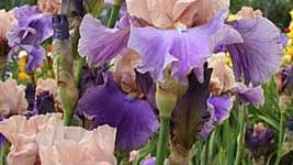 Iris Barbata-elatior 'French Cancan'