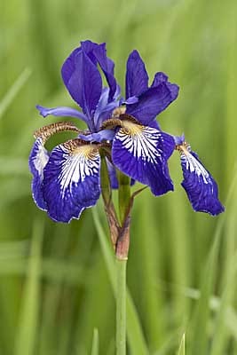 Wiesen-Schwertlilie (Iris sibirica)