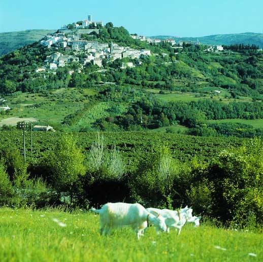 Der sich über zehn Kilometer erstreckende Motovun-Wald auf der Halbinsel Istrien ist das Zuhause köstlicher Trüffel. Im Hintergrund zu sehen ist die gleichnamige Stadt, eingebettet in die sattgrüne Umgebung.