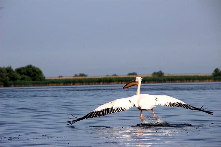 Es handelt sich um ein echtes Vogelparadies. Hier ist ein Pelikan beim Start im Donaudelta zu sehen.