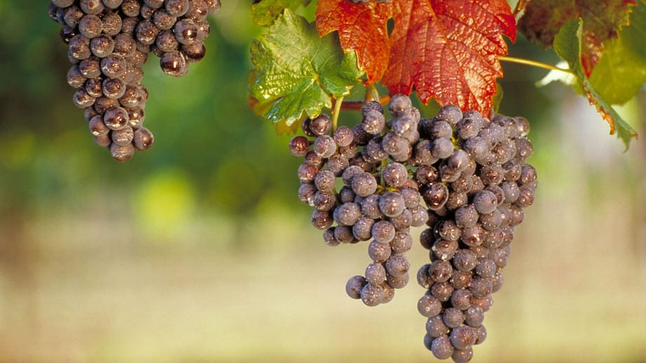 Daraus entsteht im besten Fall ein komplexer, eleganter Rotwein: Die Rebsorte Pinot Noir wächst nicht nur im Burgund, sondern auf 11.800 Hektar auch in Deutschland.