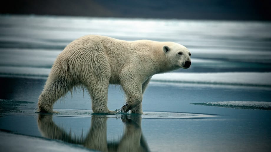 Hier leben keine Menschen - dafür aber Eisbären. Doch ihre Lebensräume sind bedroht.