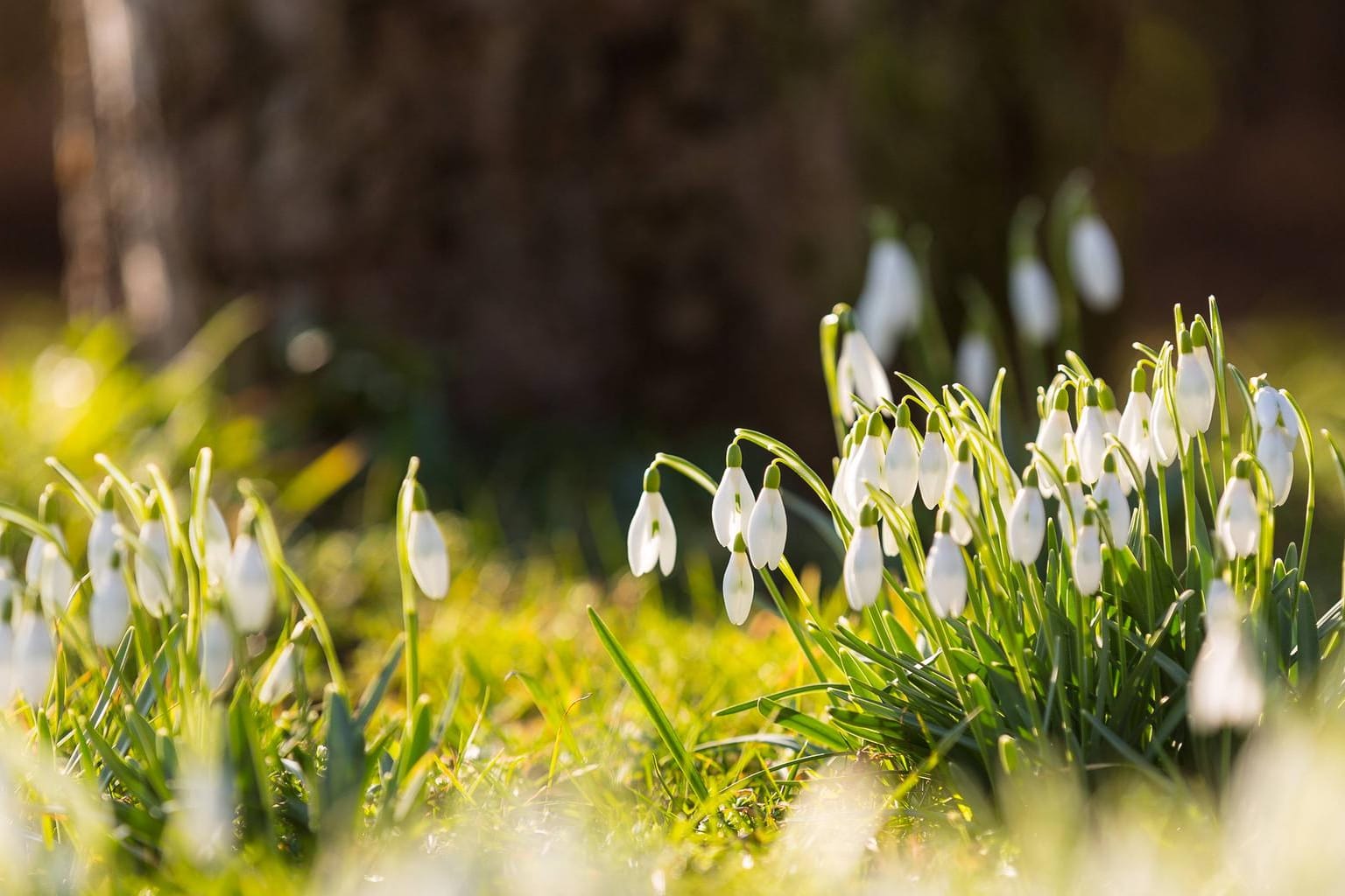 Schon im Februar zeigen sich die ersten Schneeglöckchen und machen Lust auf den Frühling.