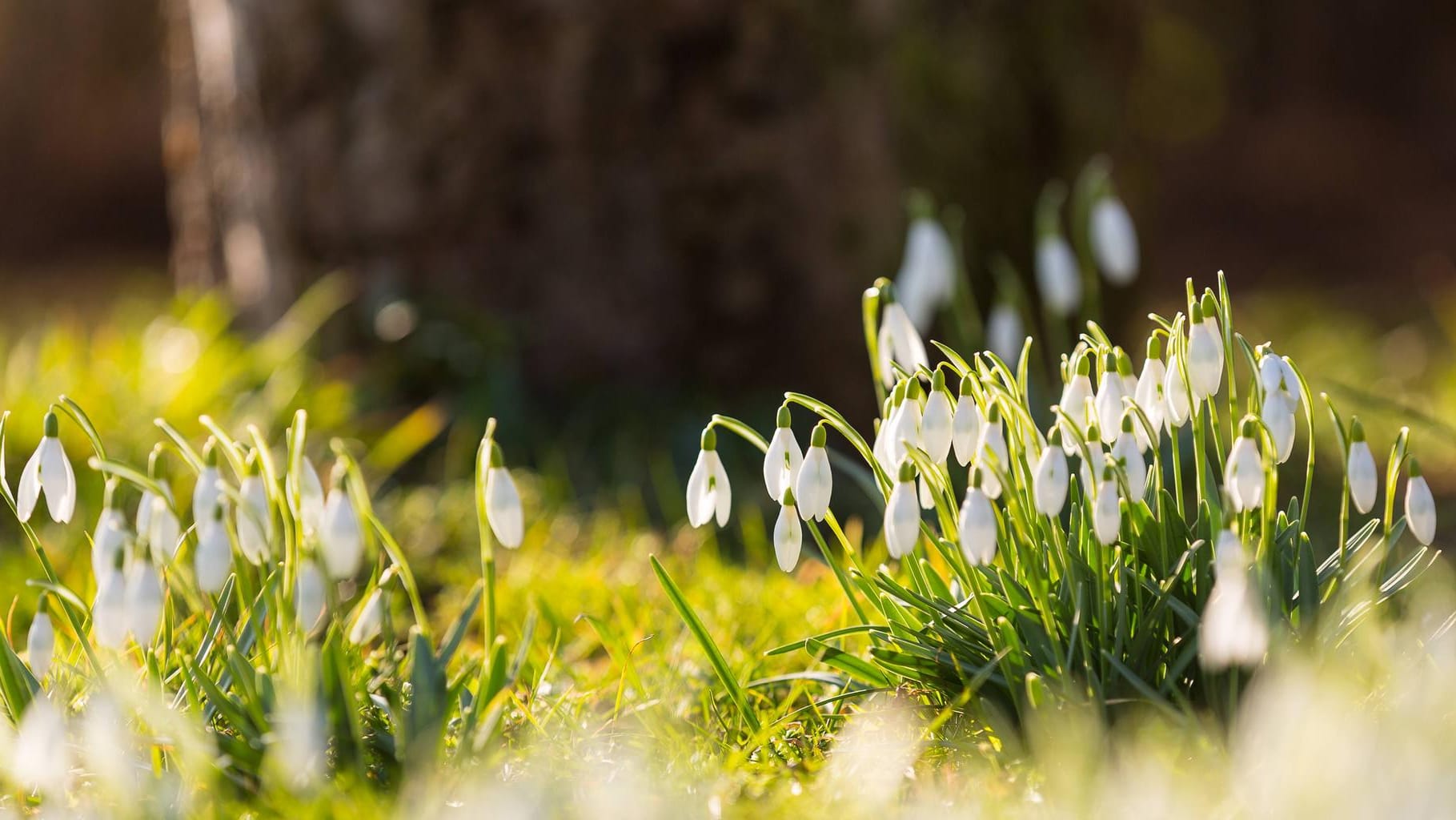 Schon im Februar zeigen sich die ersten Schneeglöckchen und machen Lust auf den Frühling.