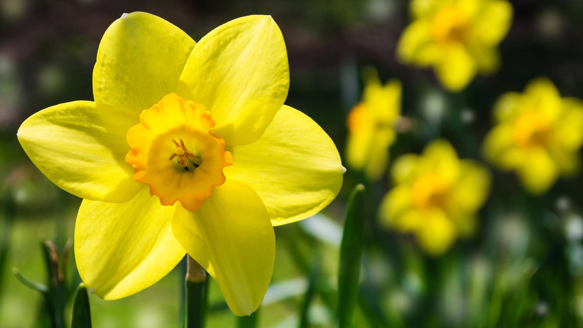 Narzissen lieben die Sonne und bringen Farbe in Ihr Blumenbeet.