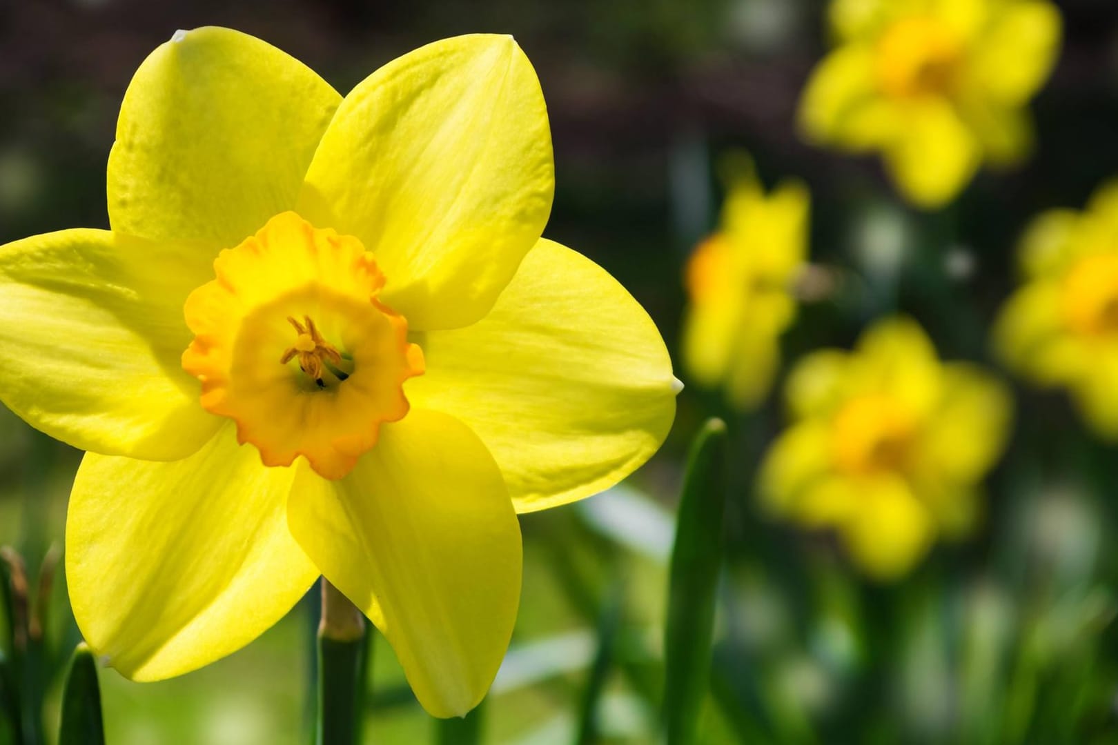 Narzissen lieben die Sonne und bringen Farbe in Ihr Blumenbeet.