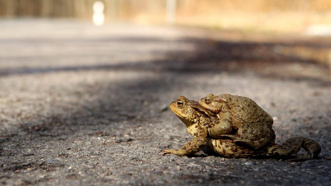 Kröten überqueren die Straße: Die Weibchen tragen die Männchen während der Wanderung auf dem Rücken spazieren.