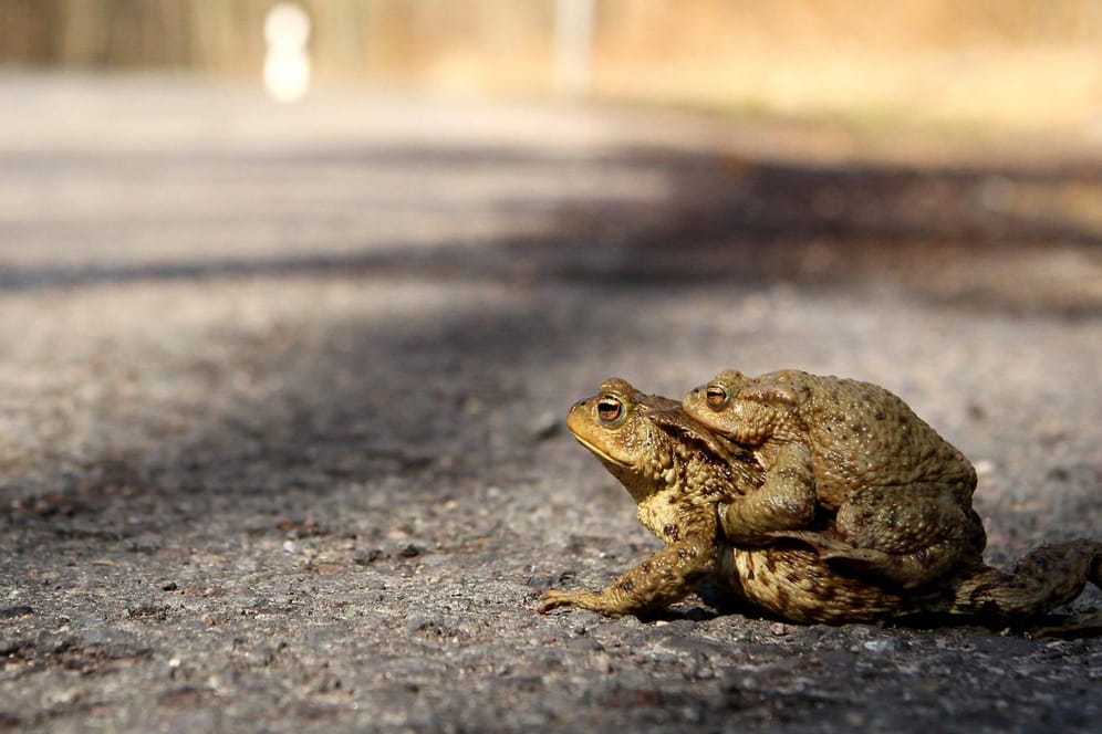 Kröten überqueren die Straße: Die Weibchen tragen die Männchen während der Wanderung auf dem Rücken spazieren.