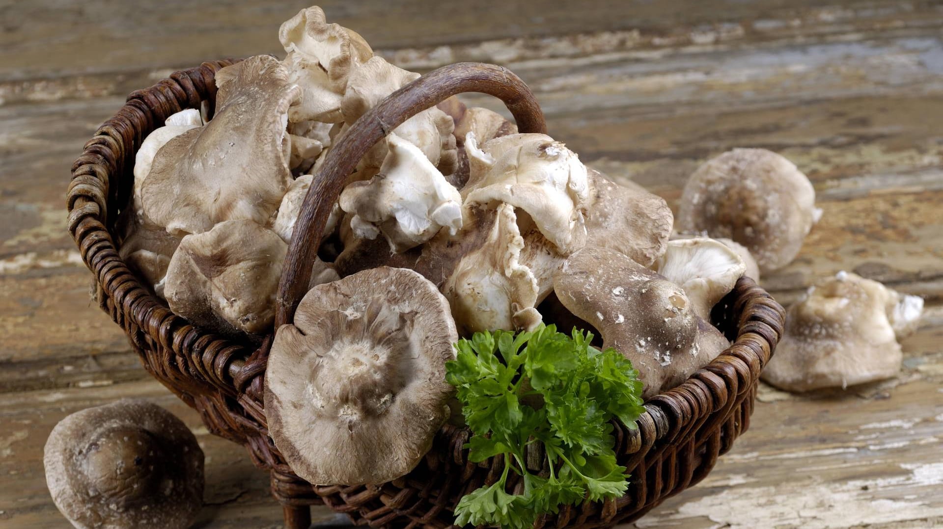 Shiitake-Pilze sind eine würzige Spezialität aus Asien.