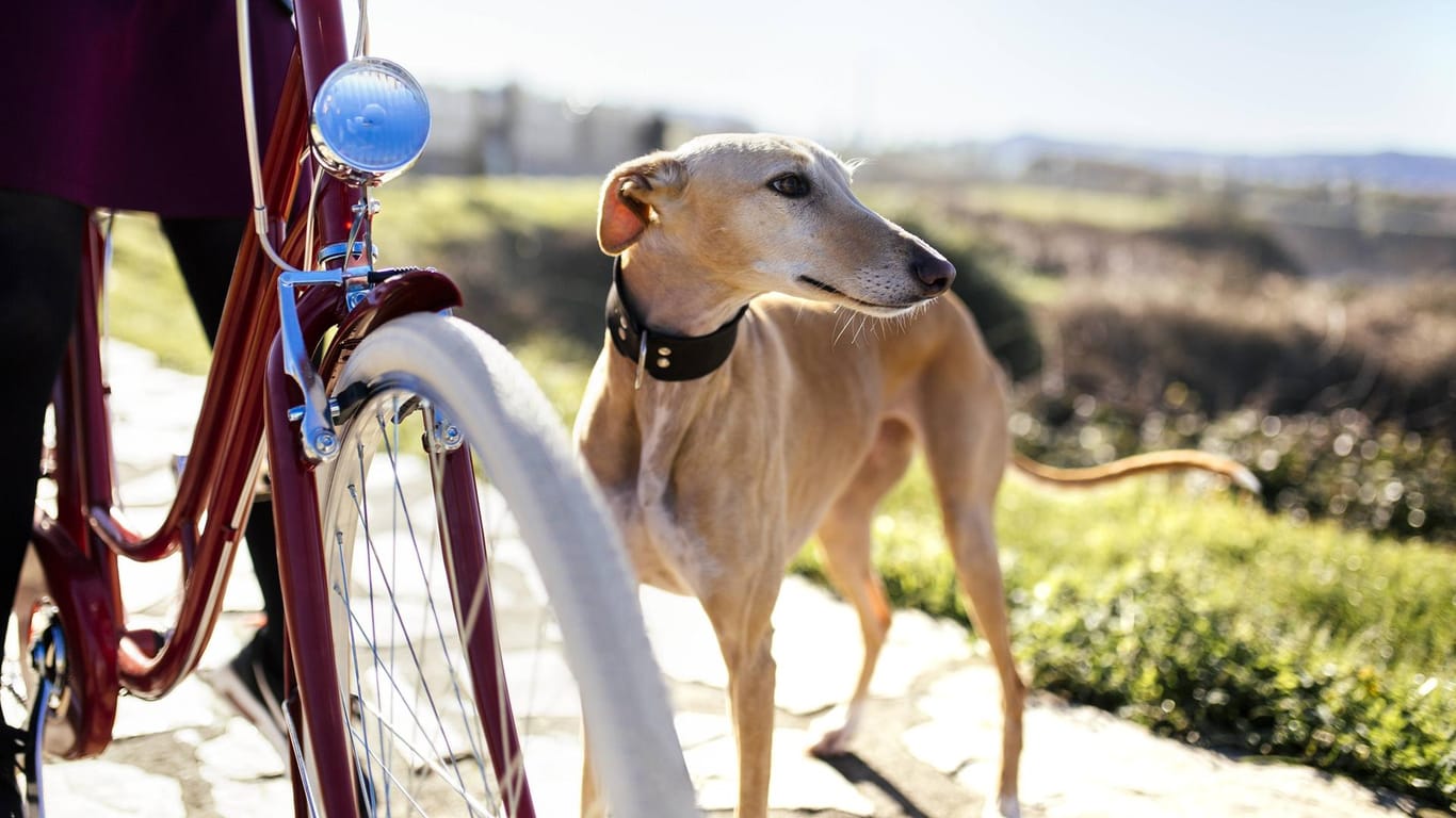 Windhunde brauchen viel Bewegung und sind daher die idealen Begleiter für eine Fahrradtour.