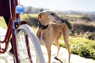 Windhunde brauchen viel Bewegung und sind daher die idealen Begleiter für eine Fahrradtour.