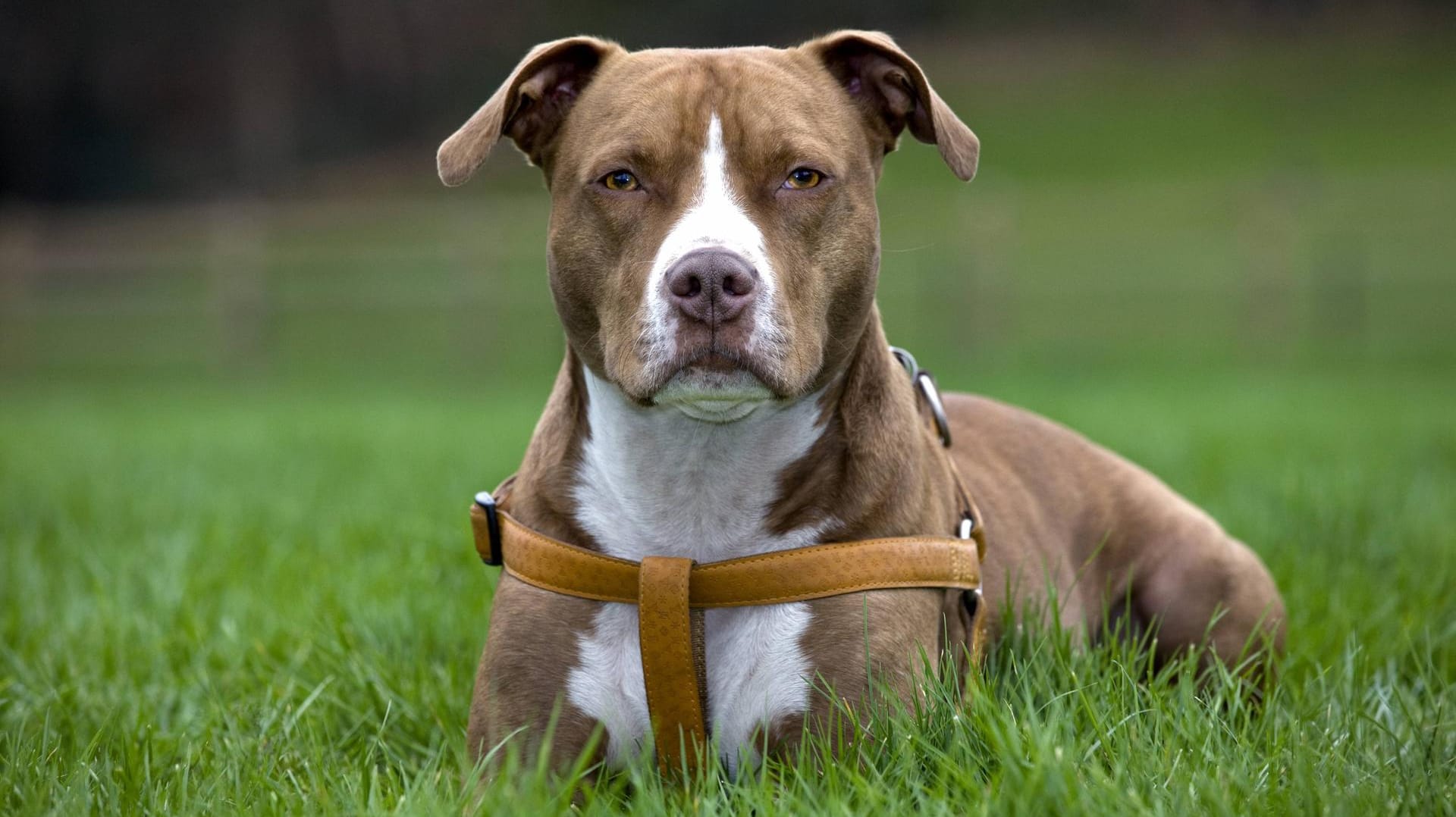 Der American Staffordshire Terrier wird in einigen Bundesländern pauschal als gefährlich eingestuft.