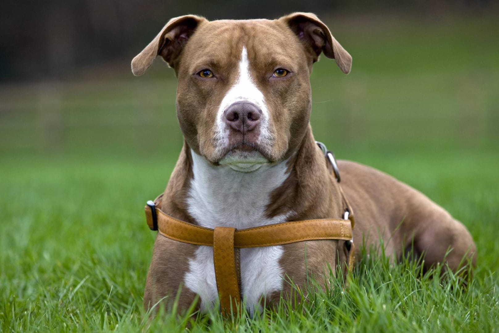 Der American Staffordshire Terrier wird in einigen Bundesländern pauschal als gefährlich eingestuft.