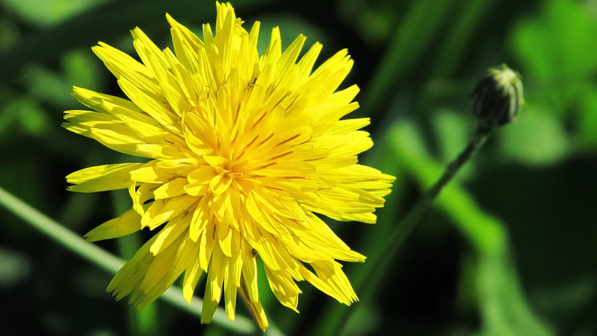 Blüte vom Löwenzahn