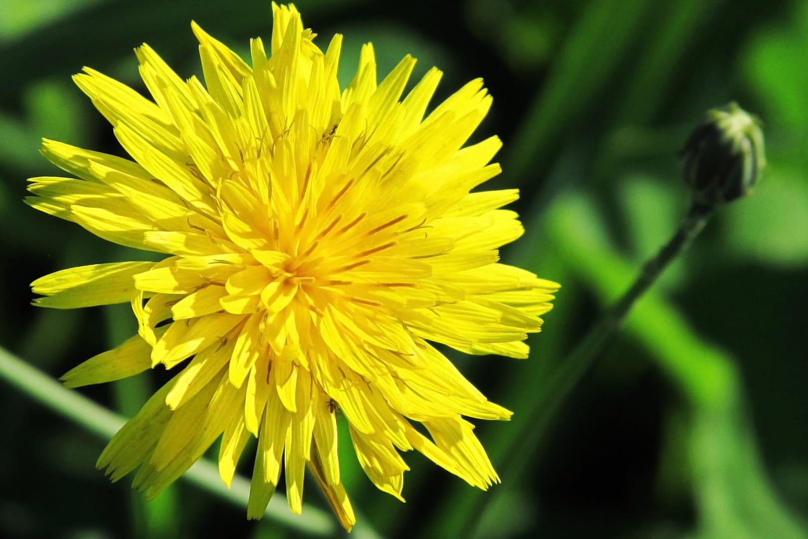 Blüte vom Löwenzahn