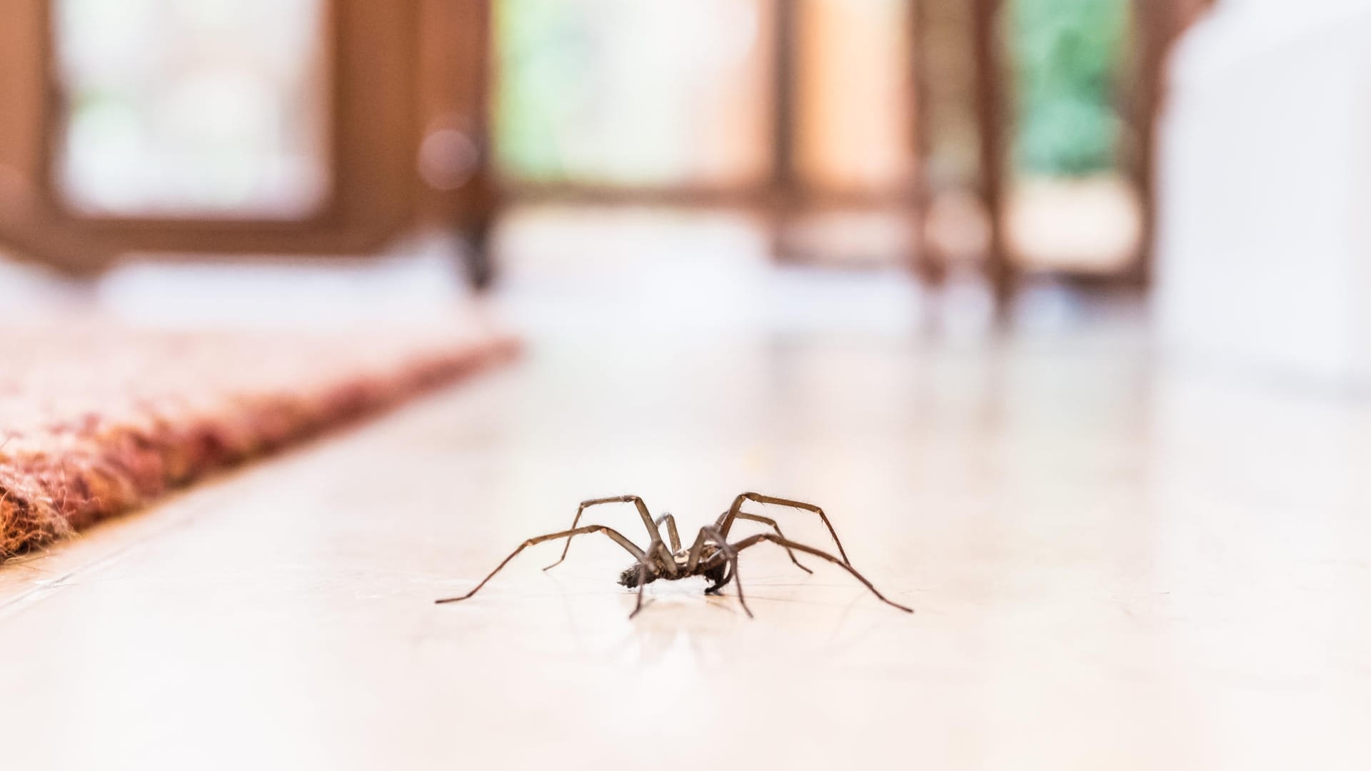 Spinnen können aus dem Staubsauger krabbeln