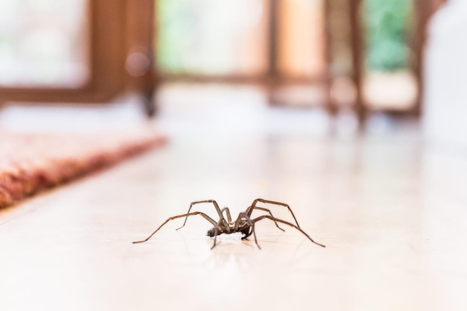 Spinnen können aus dem Staubsauger krabbeln