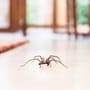 Können Spinnen aus dem Staubsauger krabbeln oder sterben sie?