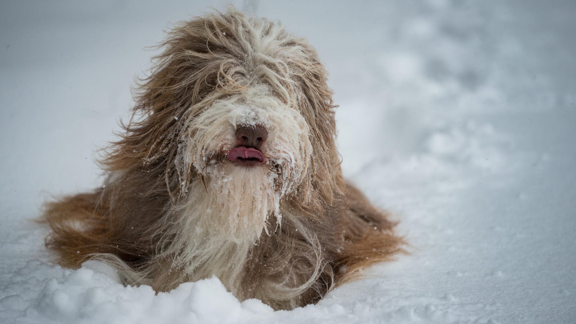 "Schneehund"