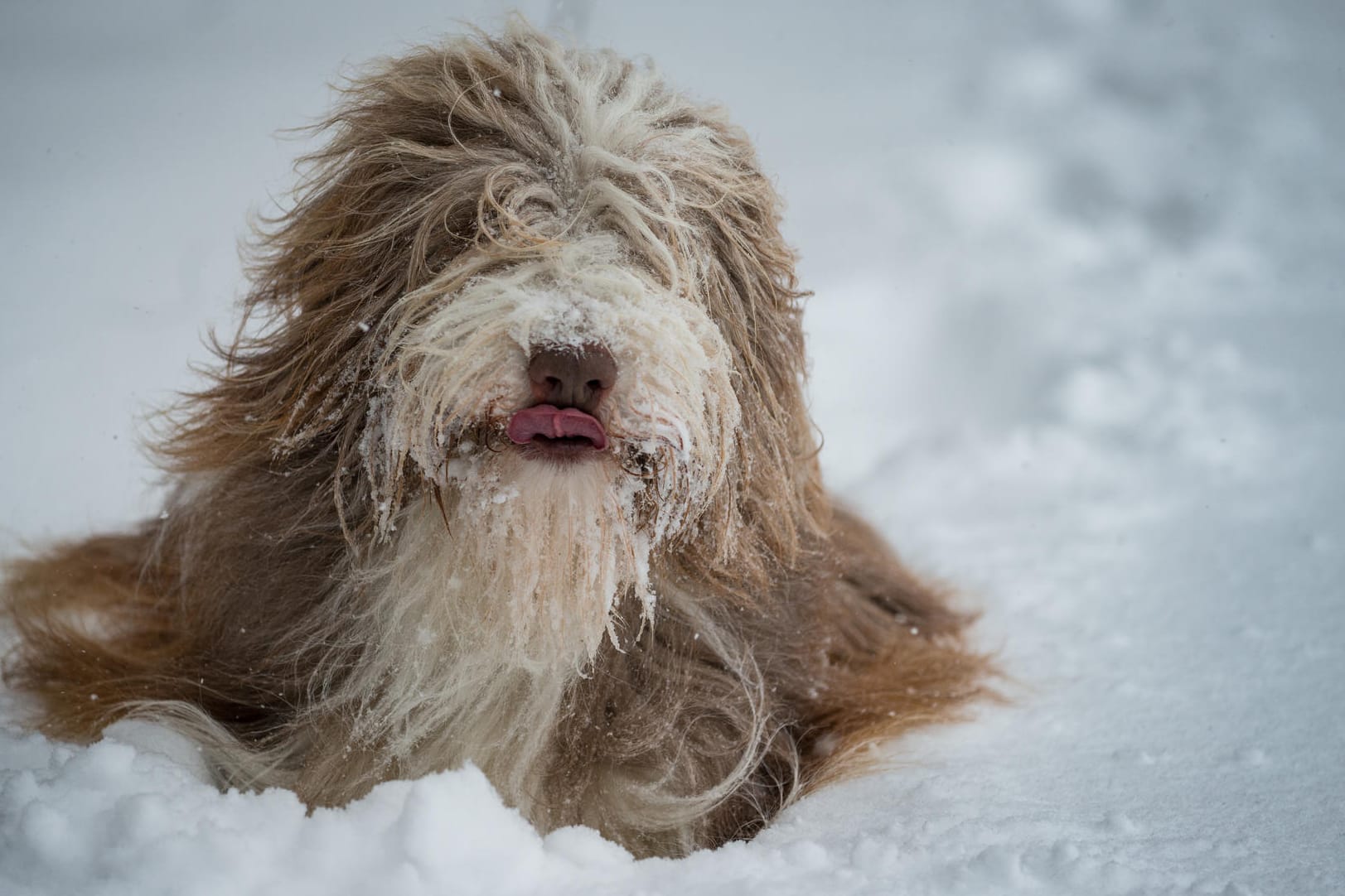 "Schneehund"