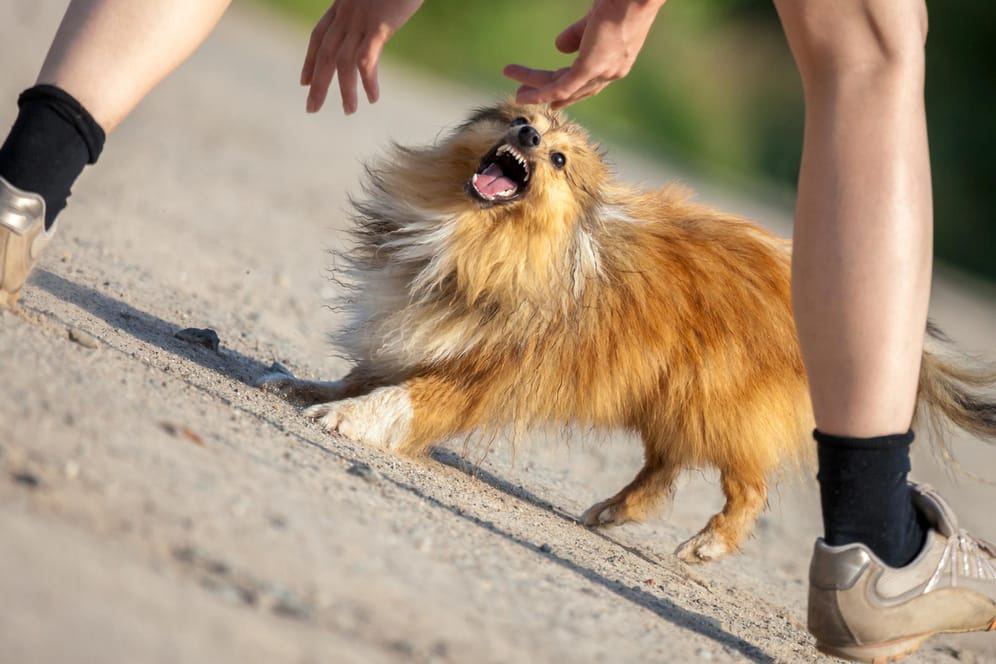 Körpersprache bei Hunden: Gefährlich kann es werden, wenn Menschen aggressive Signale eines Hundes nicht richtig verstehen.