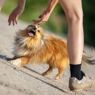 Körpersprache bei Hunden: Gefährlich kann es werden, wenn Menschen aggressive Signale eines Hundes nicht richtig verstehen.