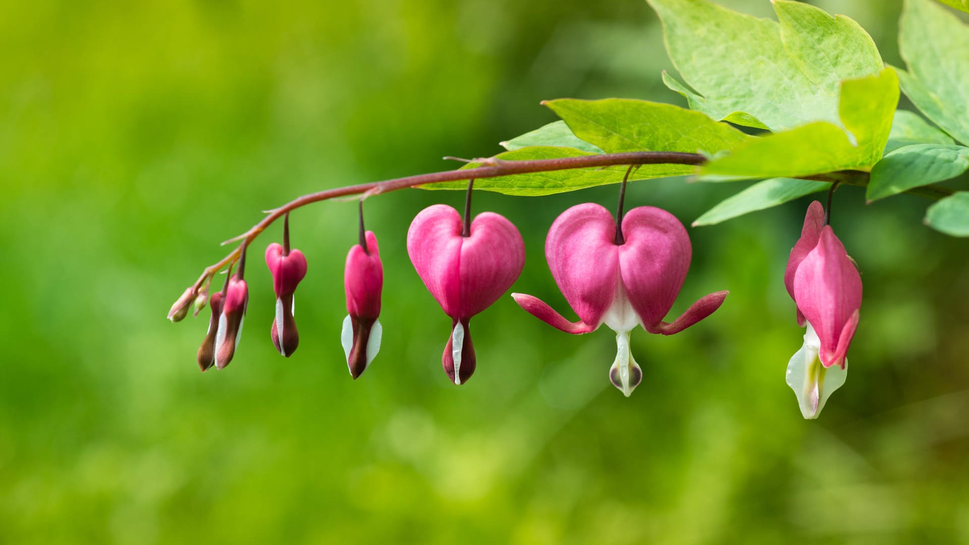 Tränendes Herz (Lamprocapnos spectabilis)