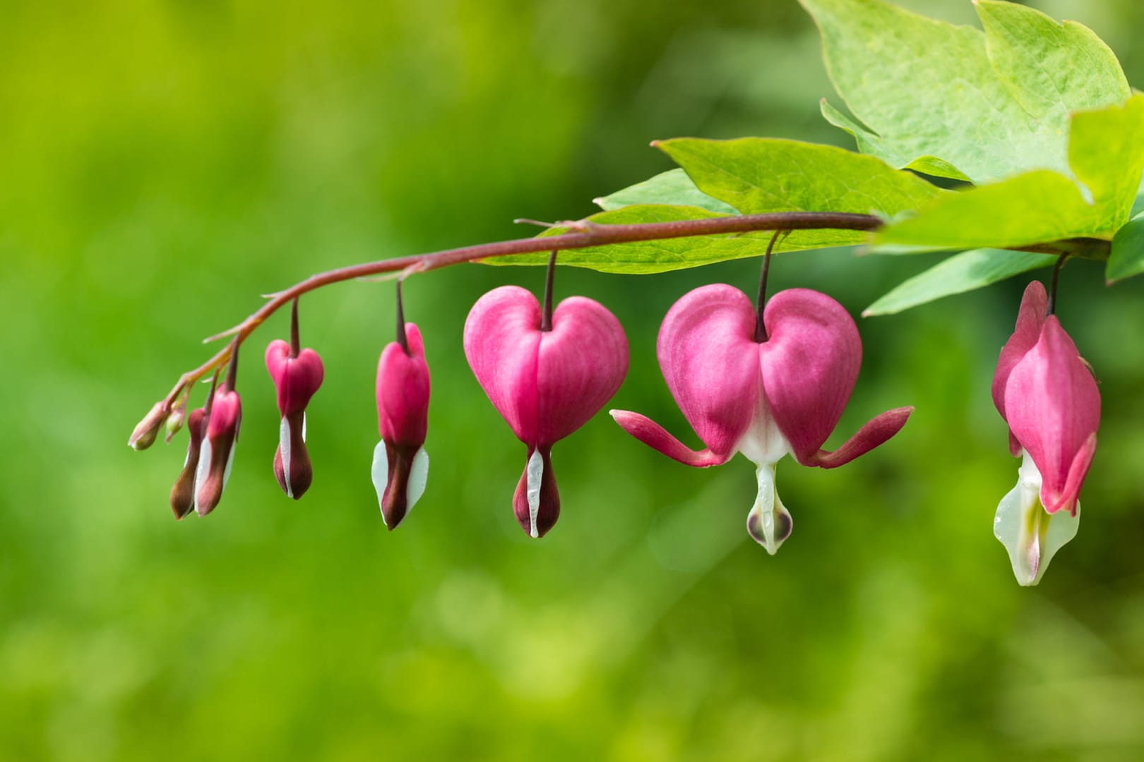 Tränendes Herz (Lamprocapnos spectabilis)