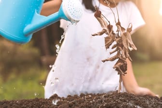 Mädchen wässert vertrocknete Pflanze