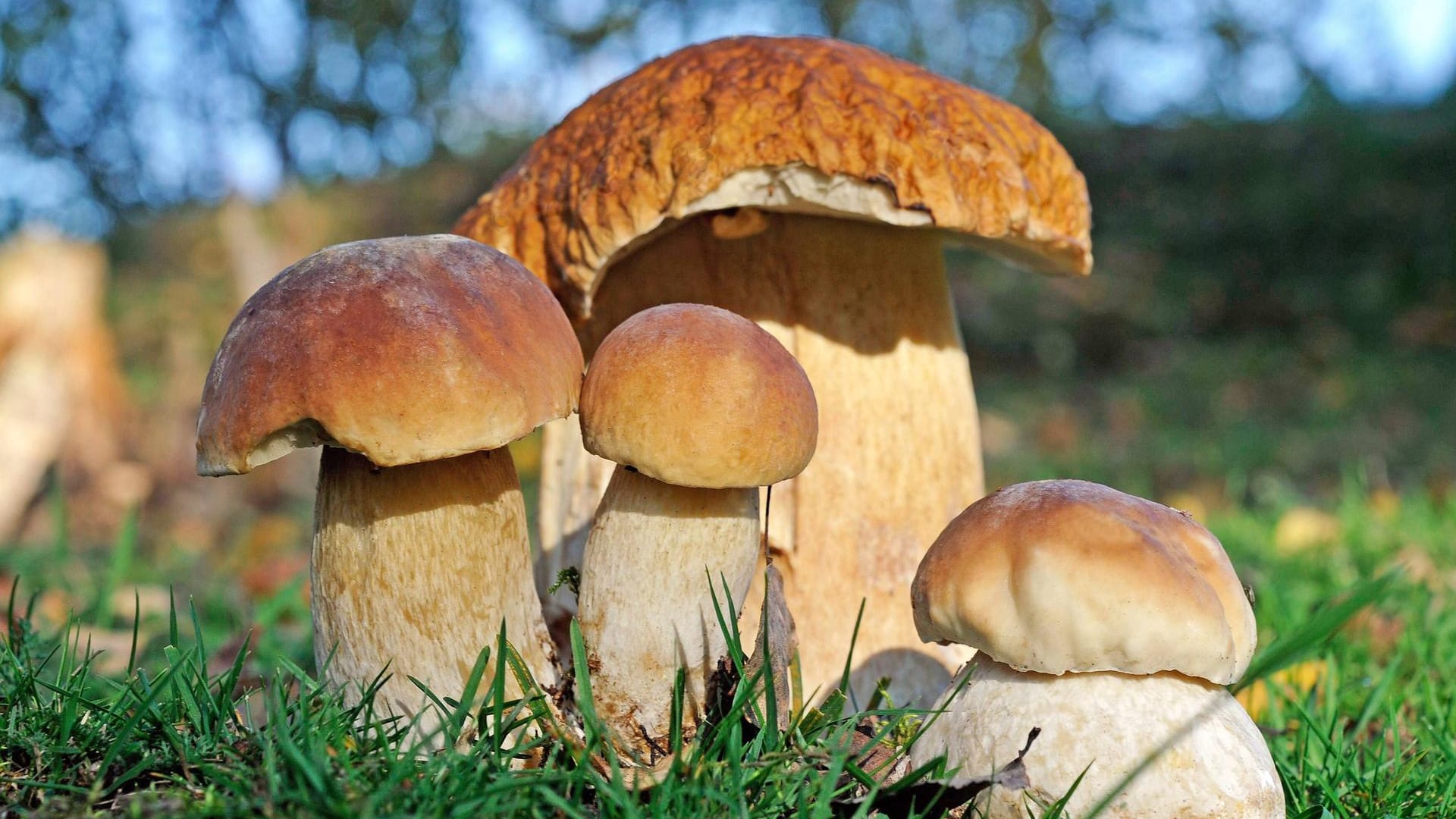 Boletus edulis