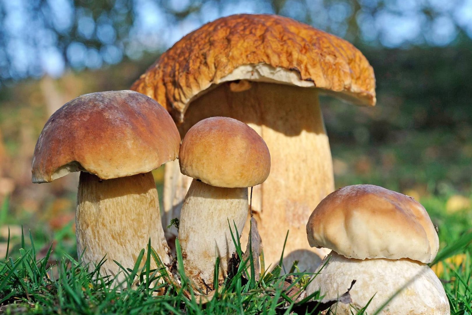 Boletus edulis