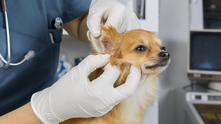Hund bei der Untersuchung: Die Ohren von Hunden sollten einmal im Jahr vom Tierarzt kontrolliert werden.