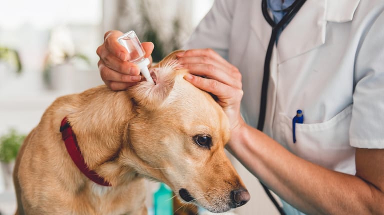Hund beim Tierarzt: Meist kann eine Ohrenentzündung mit Ohrentropfen behandelt werden.