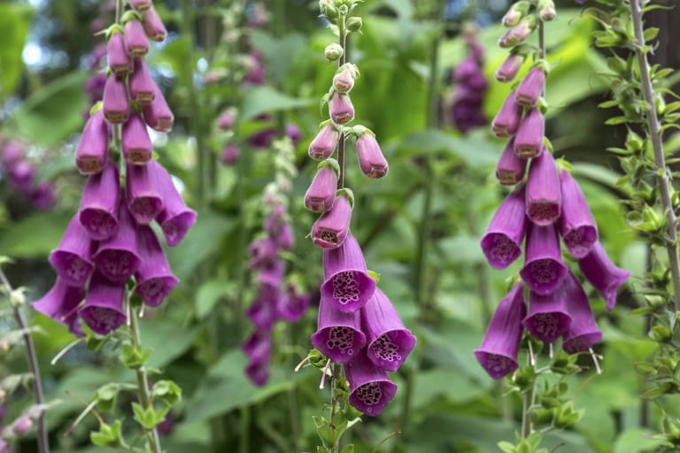 Die besten Blumen für den Schatten