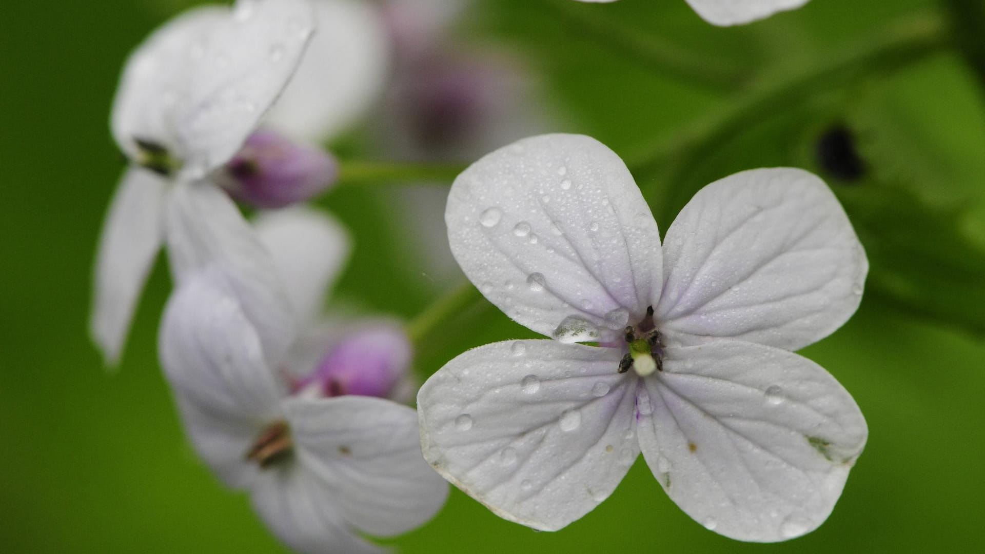 Wildes Silberblatt: Eigentlich mag auch die Mondviole lieber halbschattige Standorte. Sie begnügt sich zur Not aber auch mit einem schattigen Plätzchen. Allerdings lässt dann die Blüte ein wenig nach.