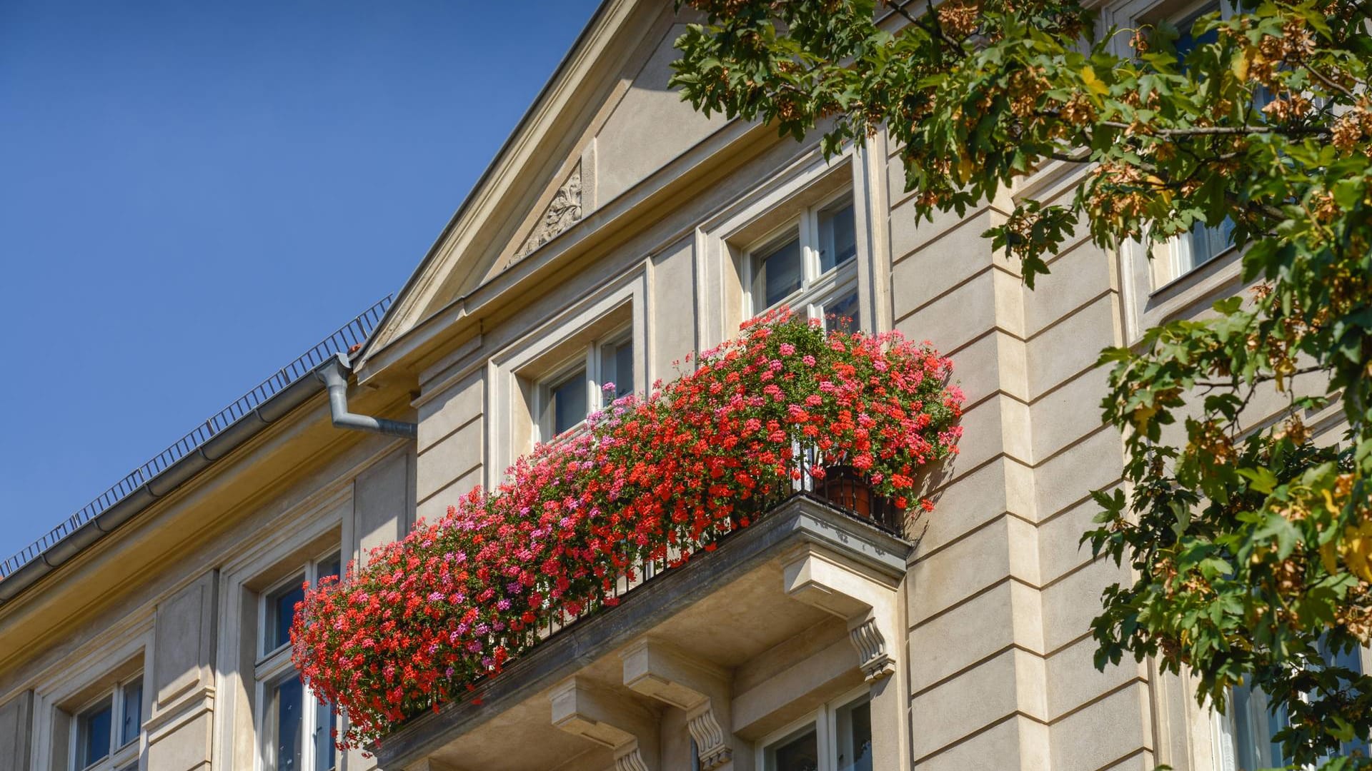 Geranien auf einem Balkon