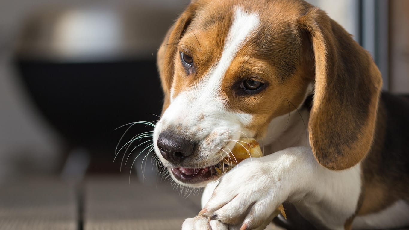 Ein Hund kaut an einem Snack: Einige Produkte der Firma Nutraferm Petfood GmbH können mit Salmonellen infiziert sein.
