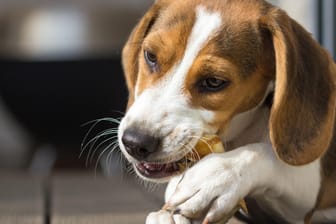 Ein Hund kaut an einem Snack: Einige Produkte der Firma Nutraferm Petfood GmbH können mit Salmonellen infiziert sein.