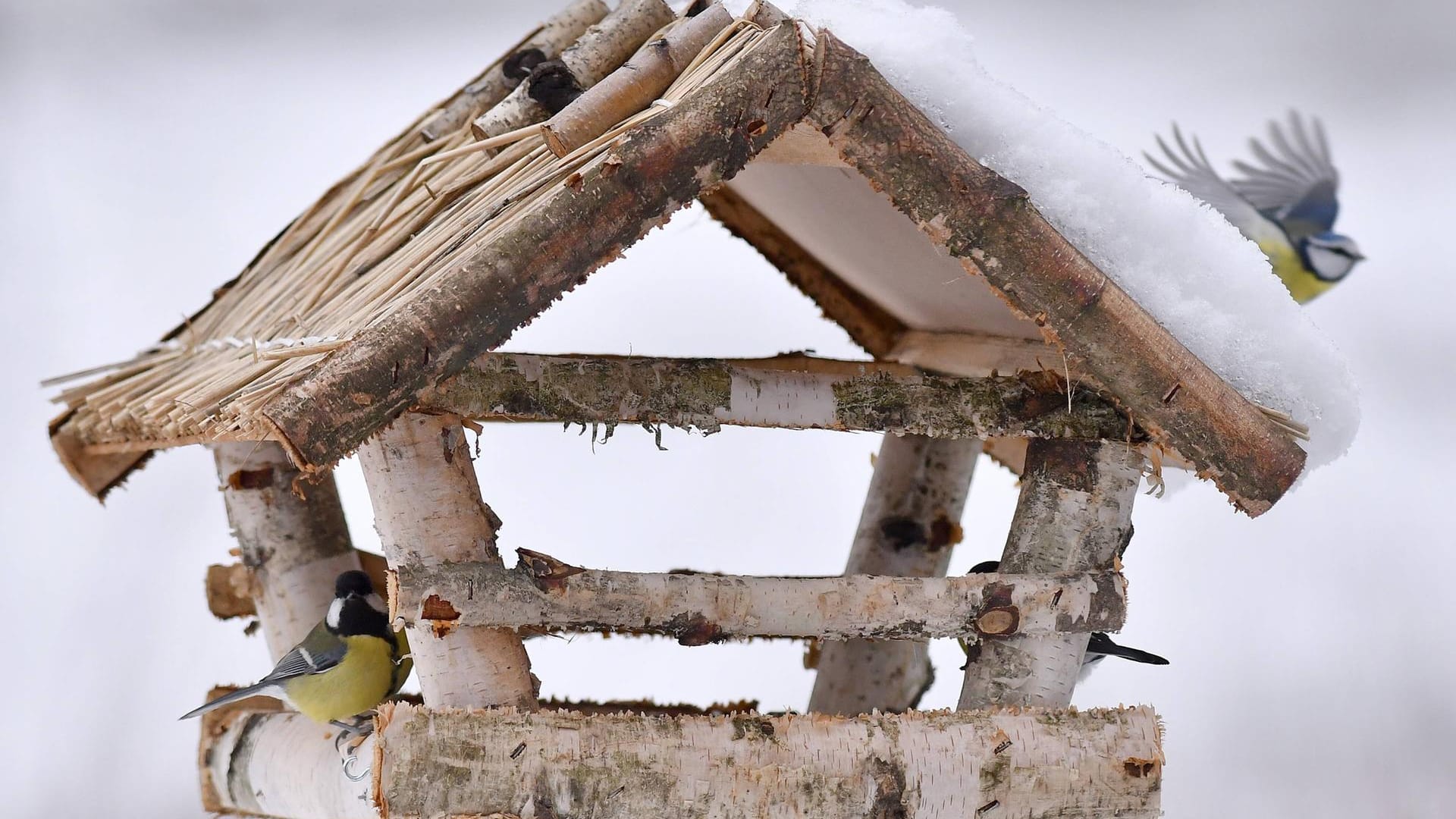 Vogelfütterung im Winter. Ob Vogelhaus oder Meisenknödel, die Fütterung von Vögeln wird im Winter und auch im Sommer empfohlen.