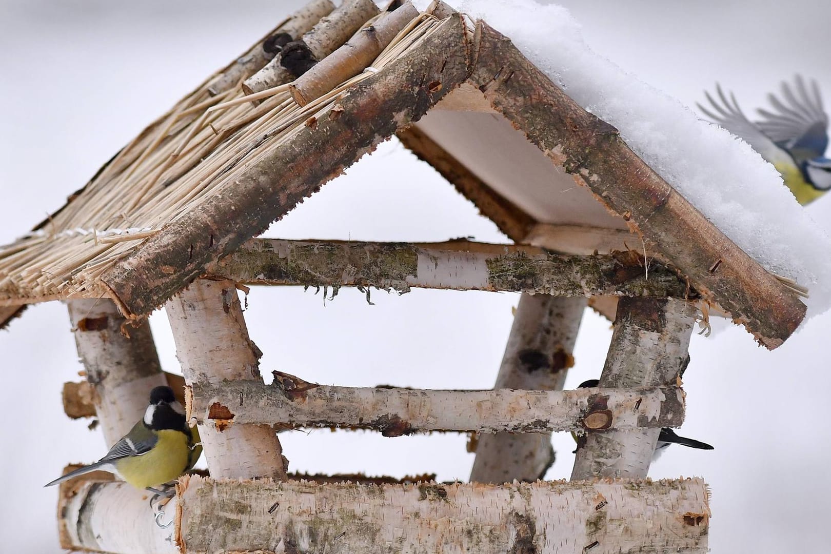 Vogelfütterung im Winter. Ob Vogelhaus oder Meisenknödel, die Fütterung von Vögeln wird im Winter und auch im Sommer empfohlen.