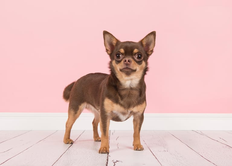 Platz 5 – Chihuahua: Die süßen Tiere gelten als kleinste Hunderasse der Welt.