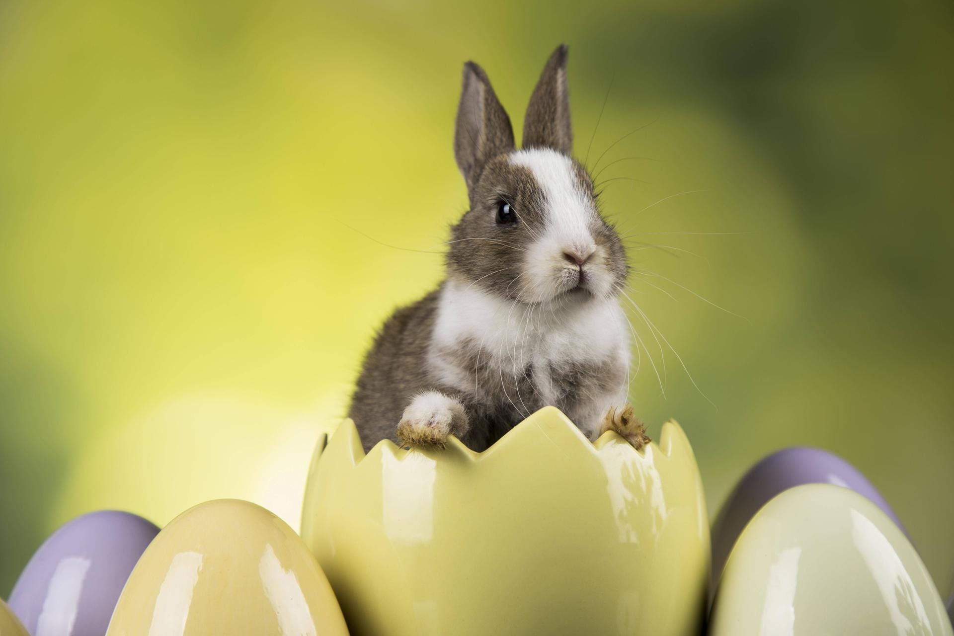 Der Osterhase ist wohl das bekannteste Ostersymbol. Kindern wird oft erzählt, dass er zu Ostern Eier bemalt und sie im Garten versteckt. Aufgrund seiner starken Vermehrung gilt der Hase als Symbol für Fruchtbarkeit. Ein genauer Ursprung des Osterhasen lässt sich aber nicht nachweisen.