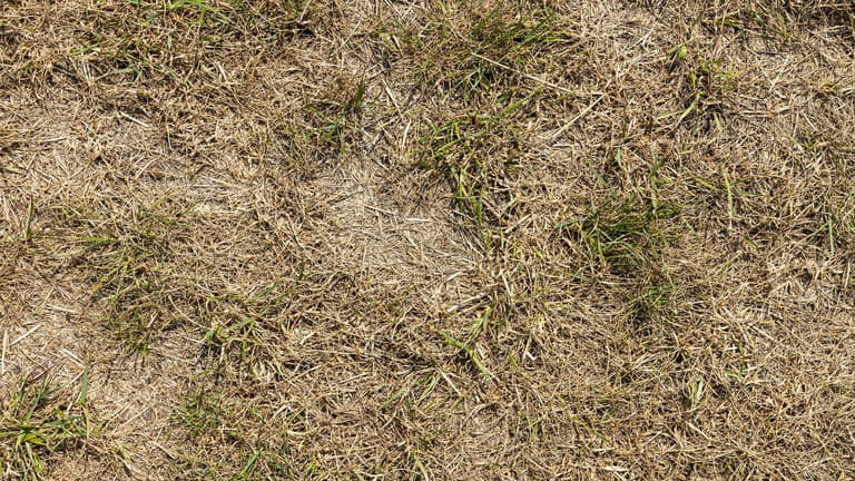 Mangel an Wasser: Durch Sommerhitze vertrockneter Rasen kann oft noch gerettet werden.