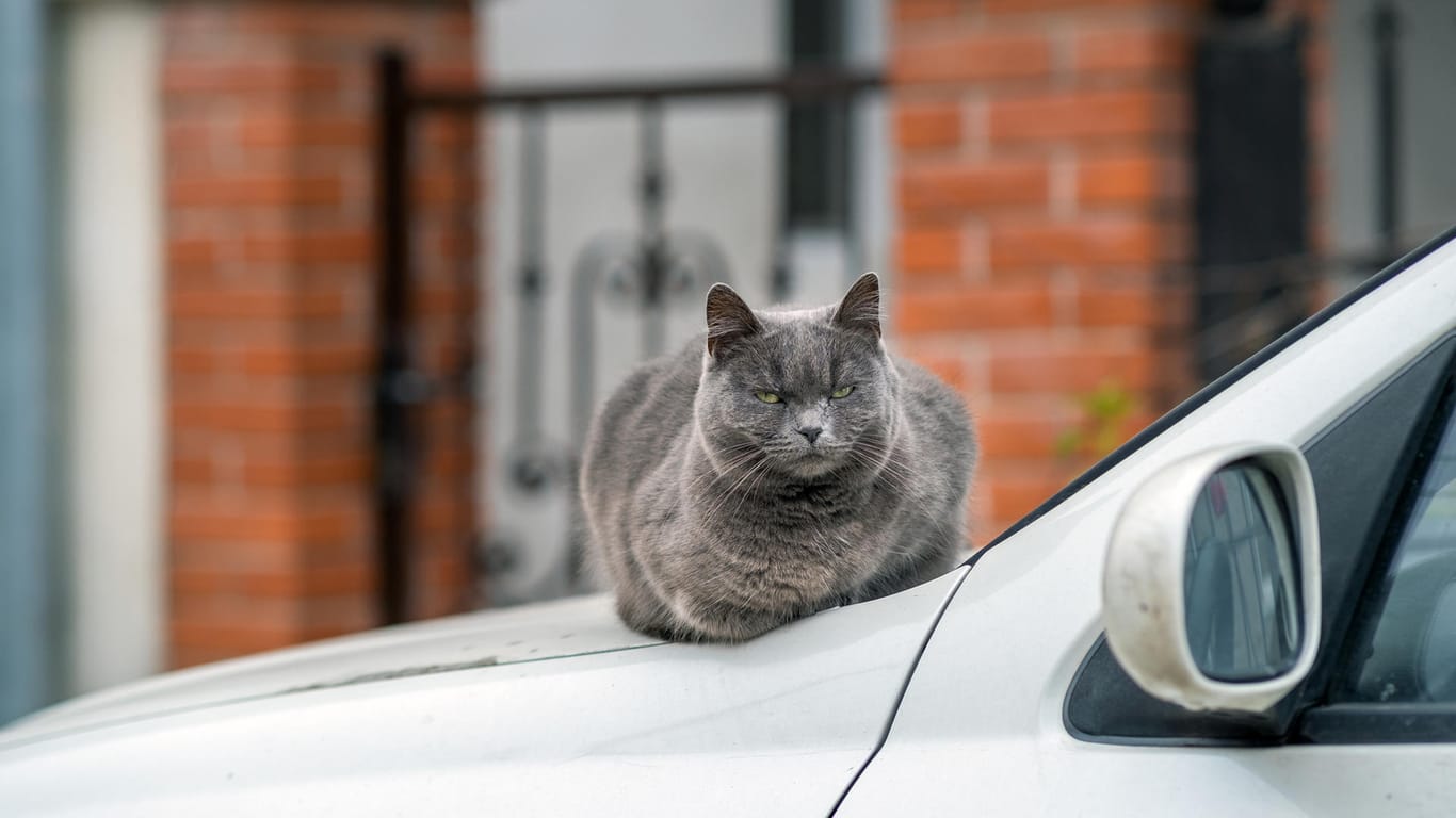 Lackschäden: Katzen sitzen gerne auf der Motorhaube. Nicht immer hinterlassen sie danach ihren Platz unbeschadet.