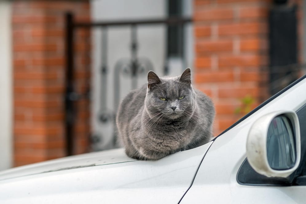 Lackschäden: Katzen sitzen gerne auf der Motorhaube. Nicht immer hinterlassen sie danach ihren Platz unbeschadet.