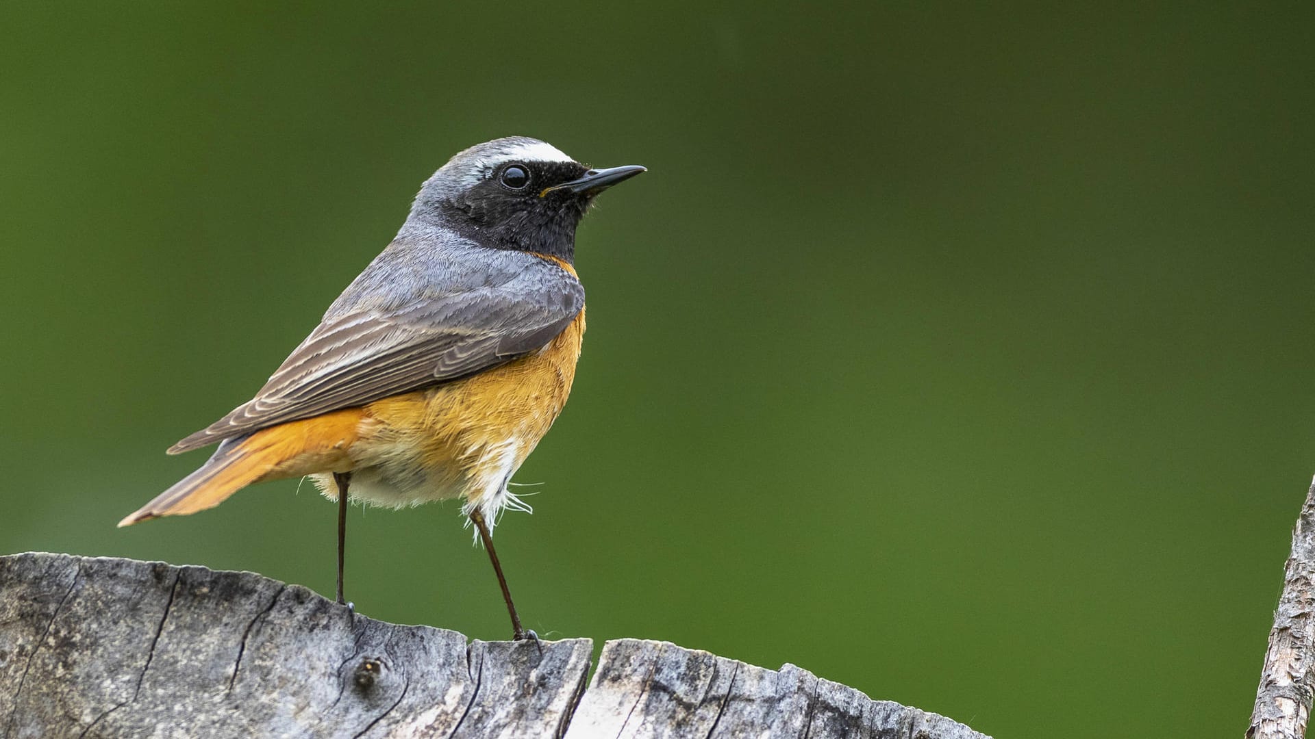 Gartenrotschwanz (Phoenicurus phoenicurus): Ein Männchen sitzt auf Totholz.