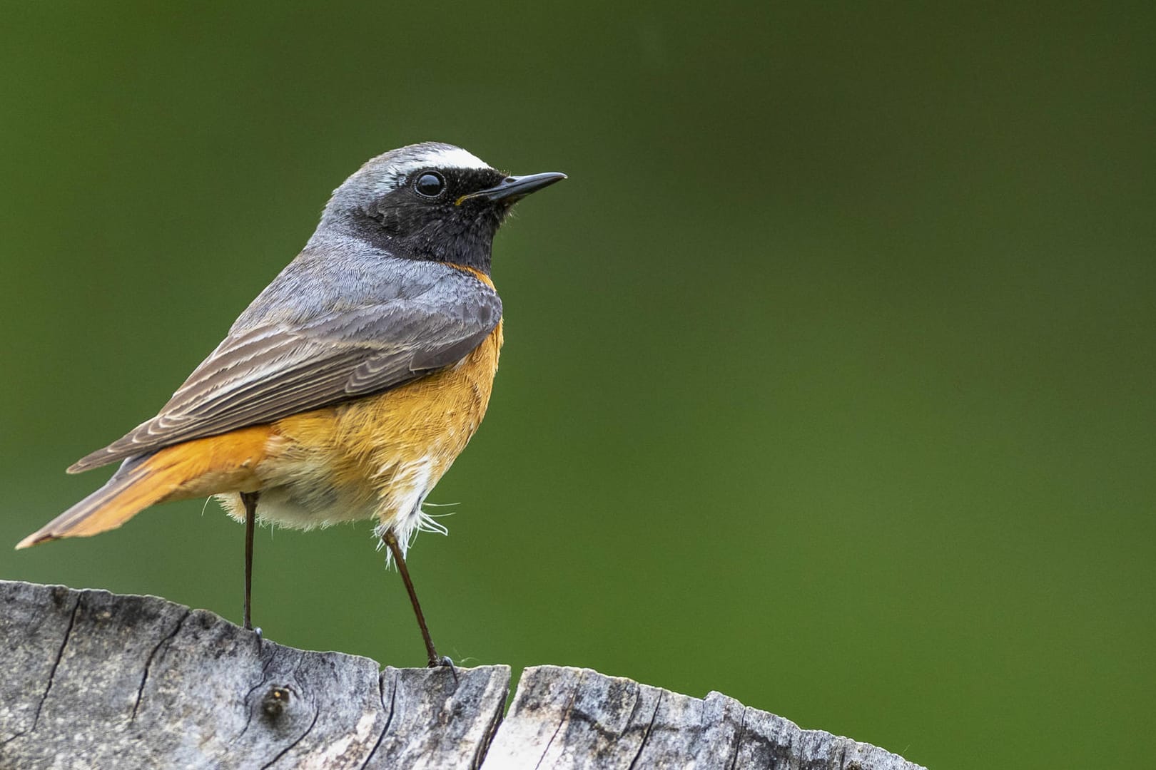 Gartenrotschwanz (Phoenicurus phoenicurus): Ein Männchen sitzt auf Totholz.