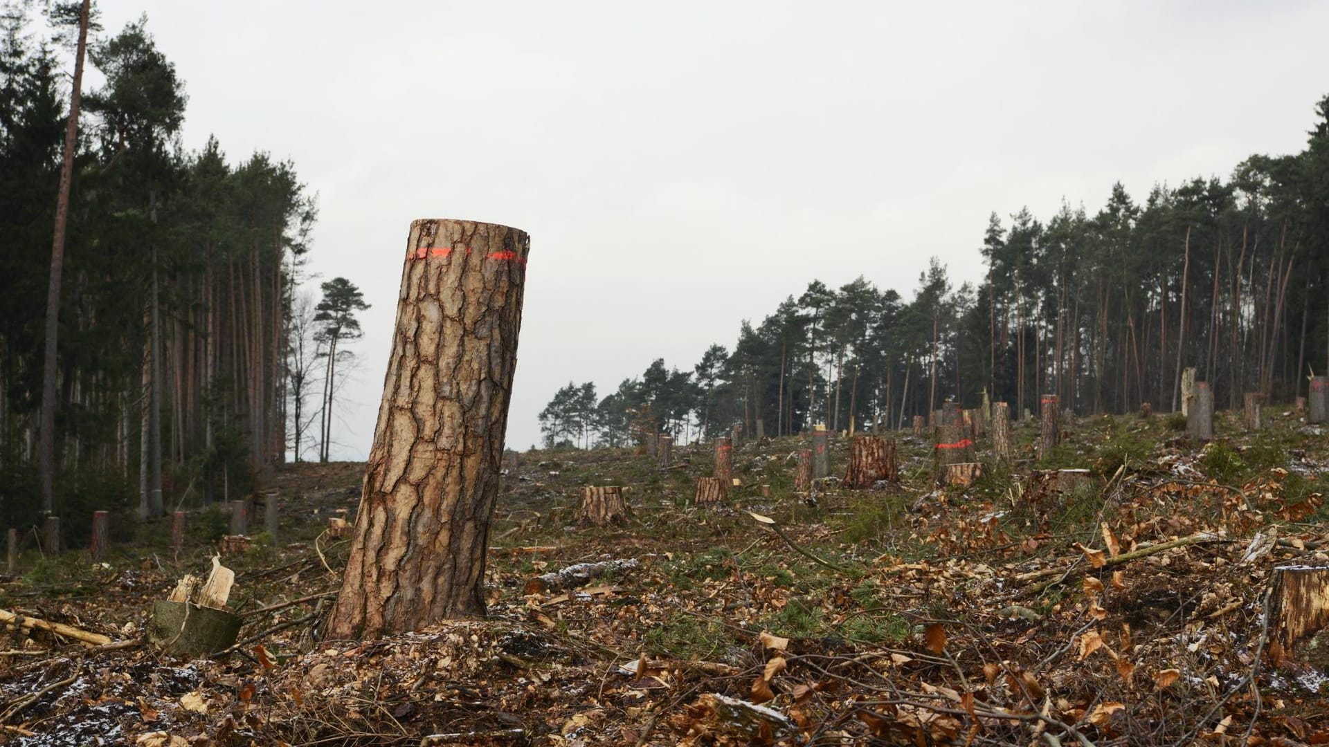 Eine Schneise zieht sich durch den Dannenröder Wald: Der letzte Baum ist gefällt.