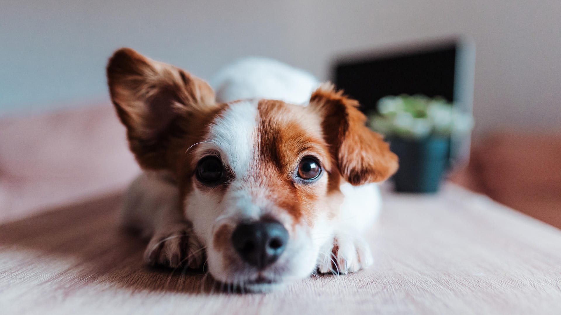 Hund: Ohrentzündungen können nicht nur langhaarige Hunde mit Schlappohren, sondern auch kurzhaarige Hund mit Stehohren bekommen.