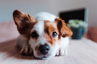 Hund: Ohrentzündungen können nicht nur langhaarige Hunde mit Schlappohren, sondern auch kurzhaarige Hund mit Stehohren bekommen.